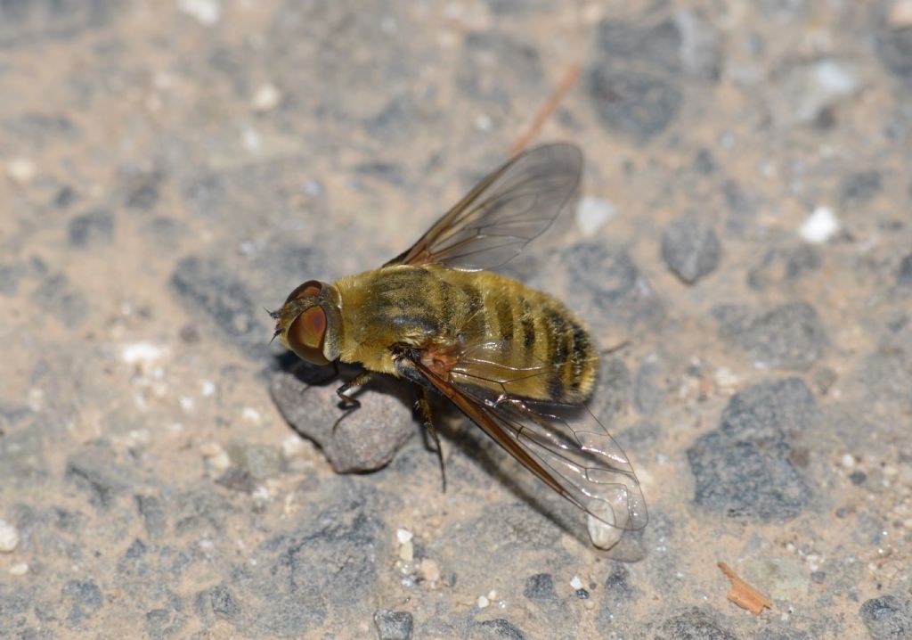 Villa hottentotta ?.....Villa sp. (Bombyliidae)